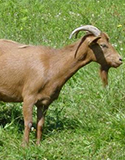 cabra galega